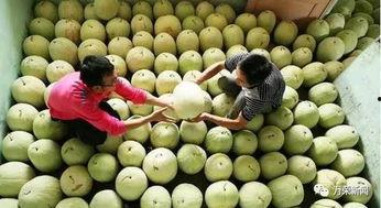 南宫吃三白瓜,三白瓜的甜蜜诱惑