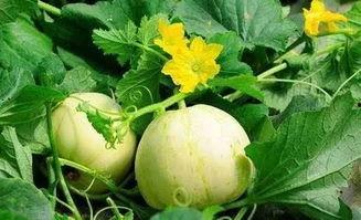 萧萧吃双瓜,夏日消暑美食之旅